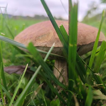 Ostoja Czersk Zamek Gora Kalwaria Apartment Bagian luar foto