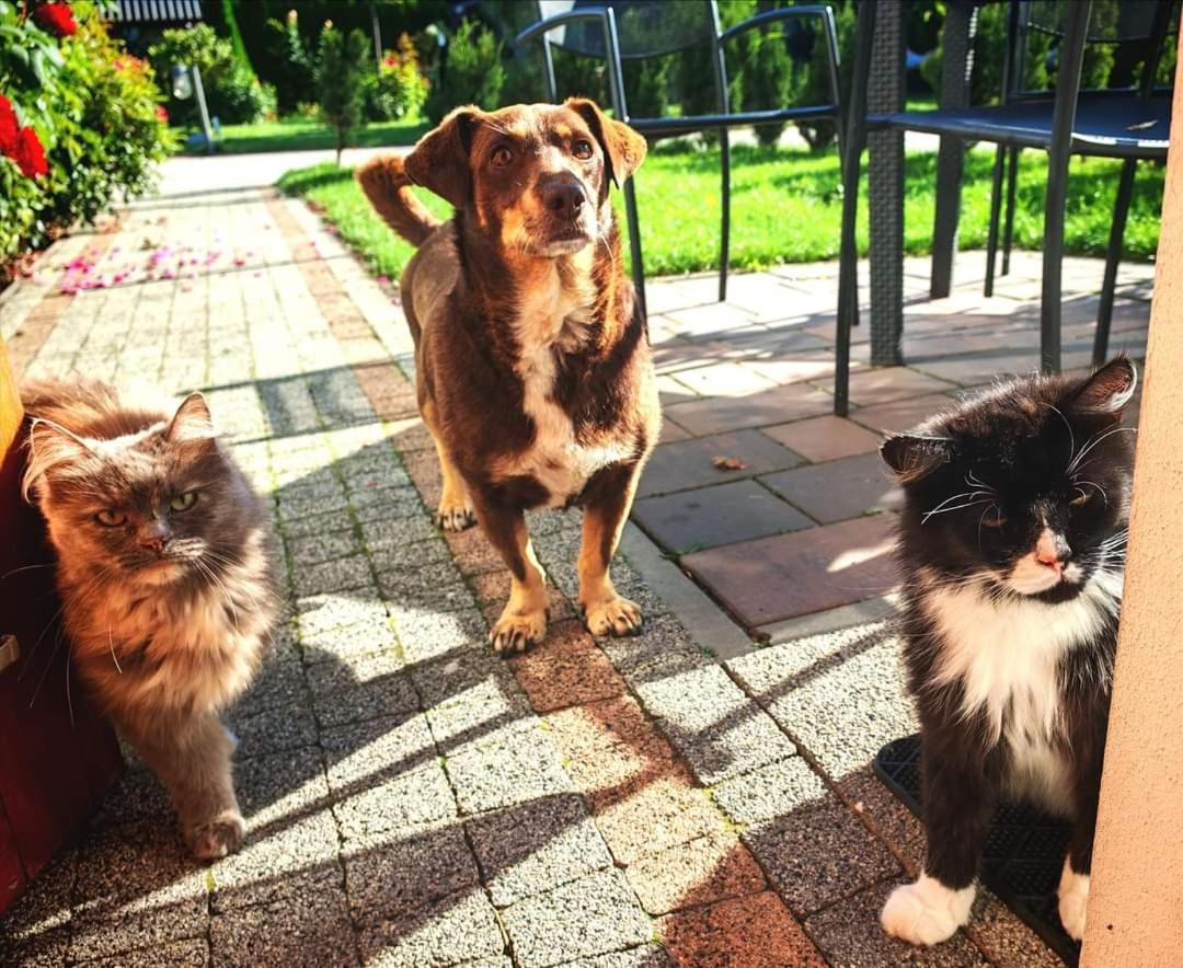 Ostoja Czersk Zamek Gora Kalwaria Apartment Bagian luar foto